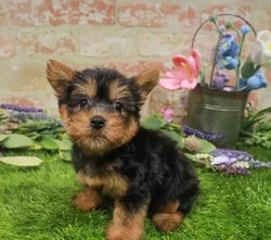 Female Silky Terrier puppy named Winnie for sale at Waggles Greensboro.