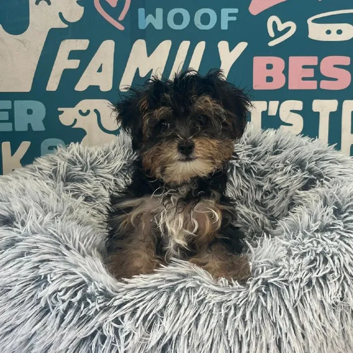 Male Yorkie-Poo puppy named Bear for sale at Waggles Charlotte.