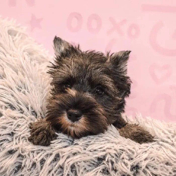 Male Mini Schnauzer puppy named Leon for sale at Waggles Greensboro.