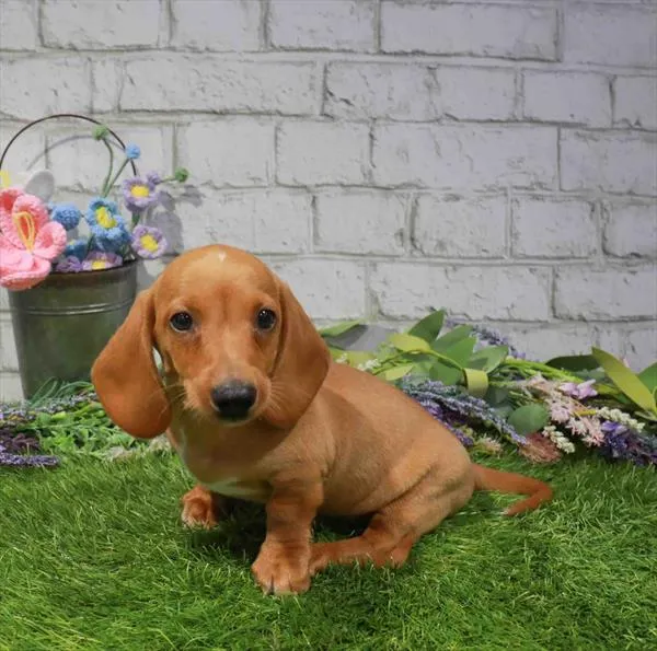 Male Dachshund puppy named Rusty for sale at Waggles Charlotte.