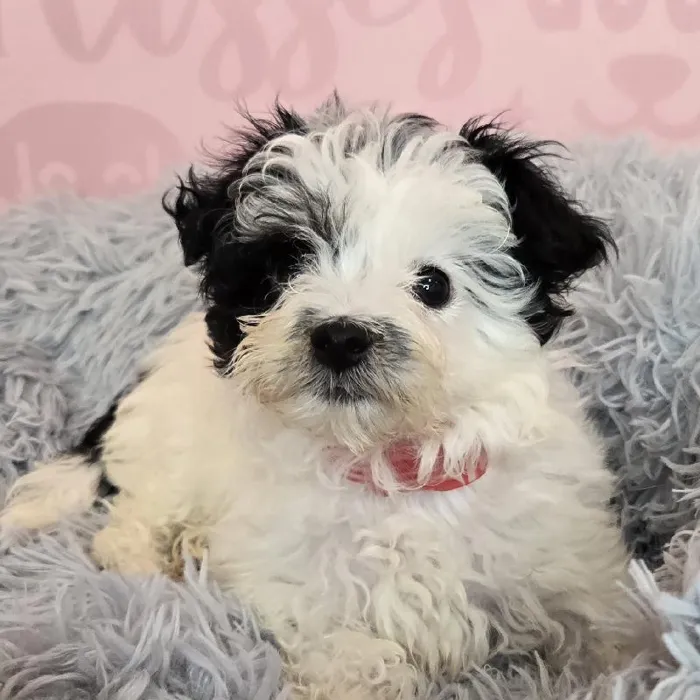 Female Pom-A-Poo puppy named Renee for sale at Waggles Raleigh.