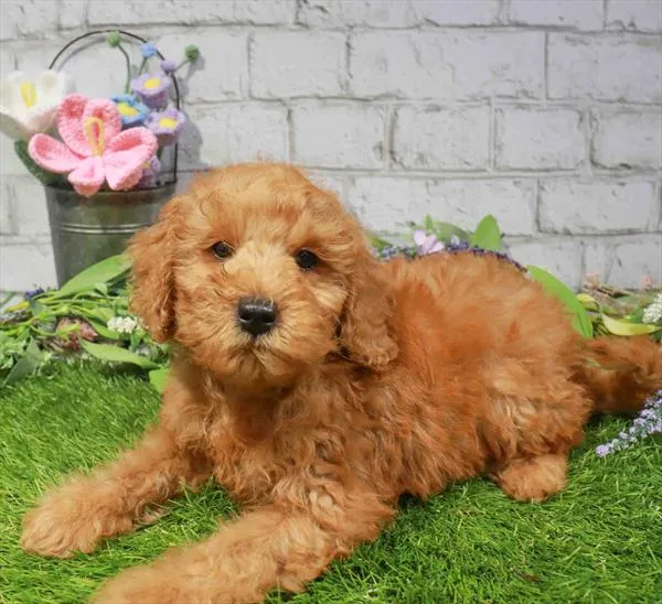 Male Hybrid puppy for sale at Waggles Greensboro.