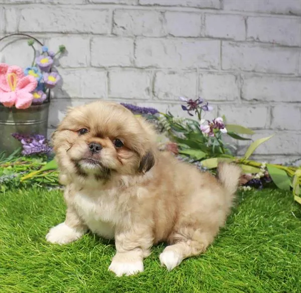 Male Pekingese puppy named Allan for sale at Waggles Raleigh.