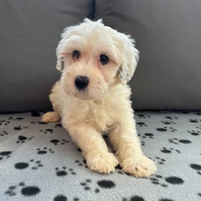 Female Mini Sheepadoodle 2nd Gen Puppy for Sale in Charlotte, NC