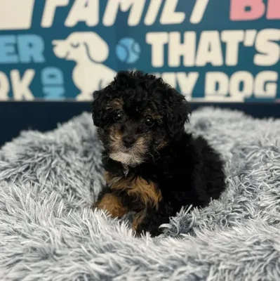 Female Mini Poodle Puppy for Sale in Charlotte, NC
