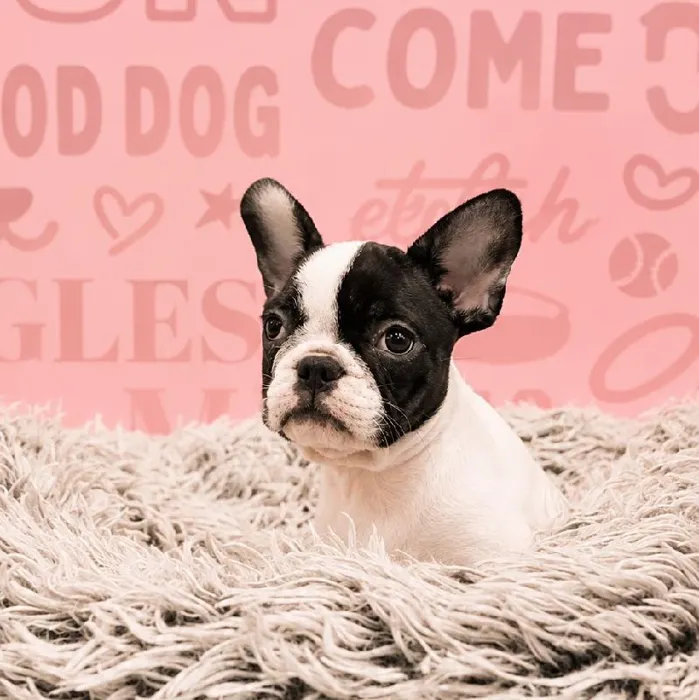 Female French Bulldog puppy named Tetra for sale at Waggles Greensboro.