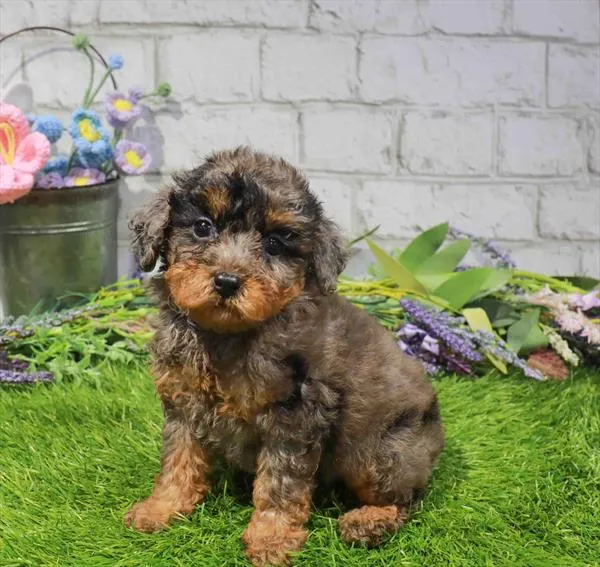 Female Poodle puppy named Chanel for sale at Waggles Raleigh.