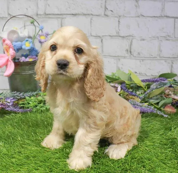Female Cocker Spaniel puppy named Natasha for sale at Waggles Greensboro.
