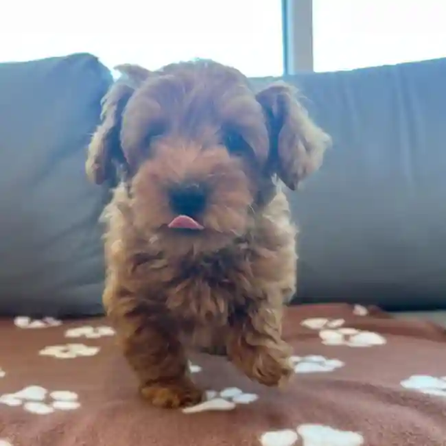 Female Mini Goldendoodle 2nd Gen Puppy for Sale in Charlotte, NC
