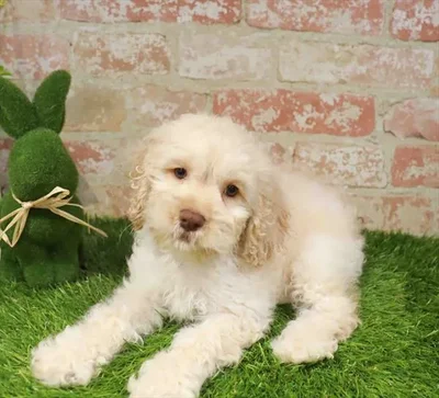 Male Cockapoo puppy named Andy for sale at Waggles Charlotte.
