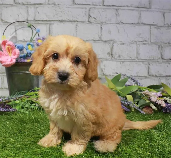 Female Bichapoo puppy named Kehlani for sale at Waggles Greensboro.