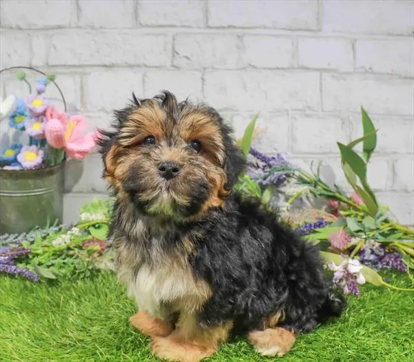 Male Yochon puppy for sale at Waggles Greensboro.