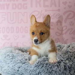 Male Pembroke Welsh Corgi puppy named Nikko for sale at Waggles Greensboro.