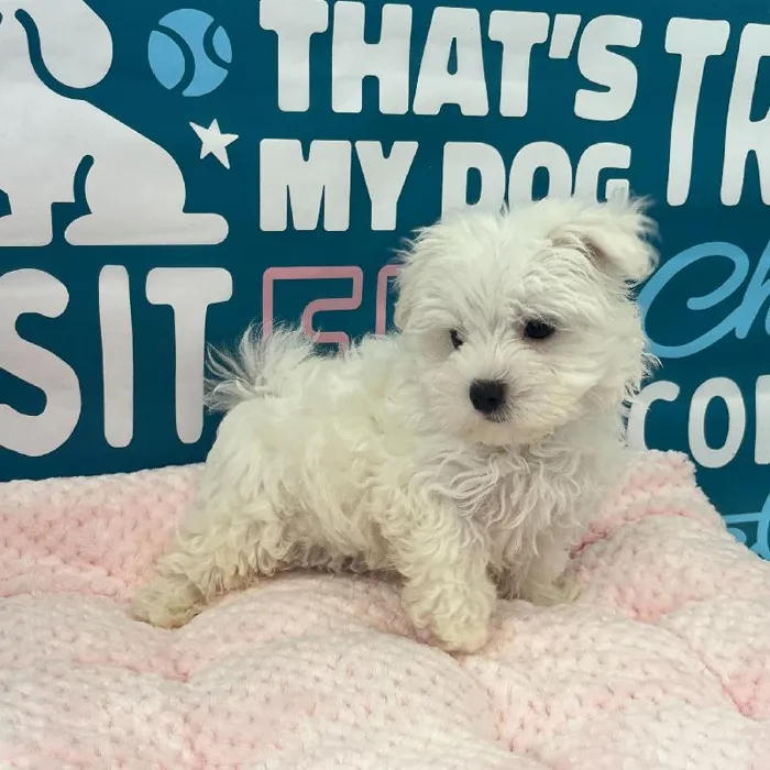 Male Maltese Puppy for Sale in Charlotte, NC
