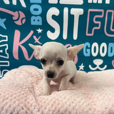 Male Chihuahua Puppy for Sale in Charlotte, NC