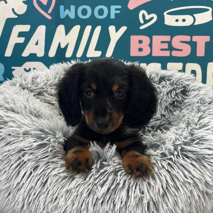 Female Dachshund puppy named Twinkie for sale at Waggles Charlotte.