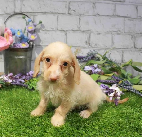 Male Dachshund puppy named Gabe for sale at Waggles Raleigh.