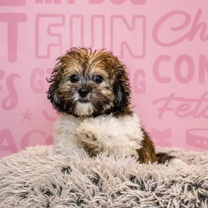 Female Teddy Bear puppy named Cookie for sale at Waggles Greensboro.