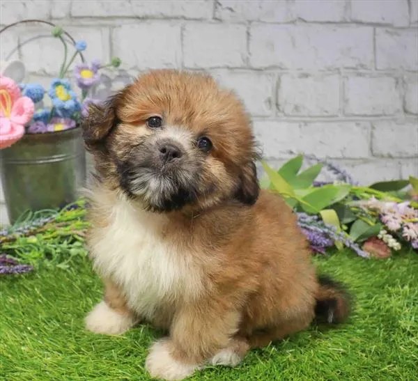 Male Hybrid puppy named George for sale at Waggles Raleigh.