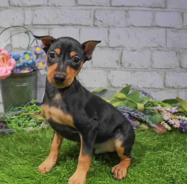 Male Min Pin puppy named Myles for sale at Waggles Greensboro.