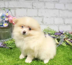 Female Pomeranian puppy named Serena for sale at Waggles Charlotte.