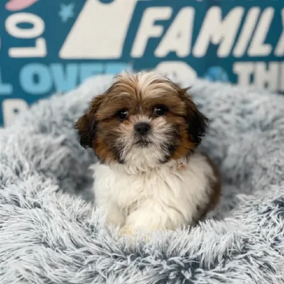 Male Shih Tzu Puppy for Sale in Charlotte, NC