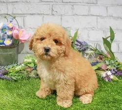Female Mini Goldendoodle 2Nd Gen puppy for sale at Waggles Charlotte.