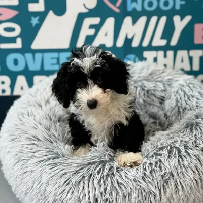 Female Mini Sheepadoodle 2Nd Gen puppy named Kenya for sale at Waggles Charlotte.
