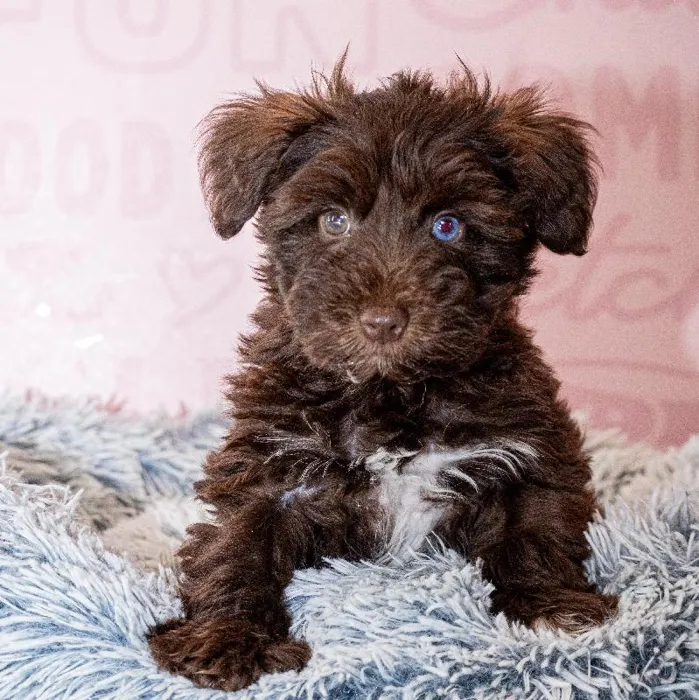 Female Mini Schnauzer puppy named Sirena for sale at Waggles Greensboro.