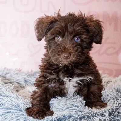 Female Mini Schnauzer puppy named Sirena for sale at Waggles Greensboro.