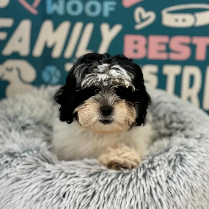 Male Shipoo puppy named Eric for sale at Waggles Charlotte.
