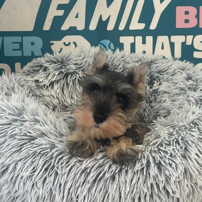 Male Mini Schnauzer puppy named Jack for sale at Waggles Charlotte.