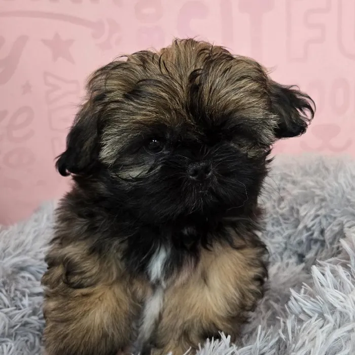 Female Shih Tzu puppy named Rory for sale at Waggles Raleigh.