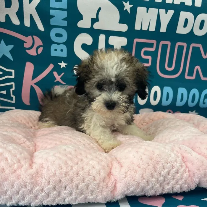 Male Havapoo Puppy for Sale in Charlotte, NC