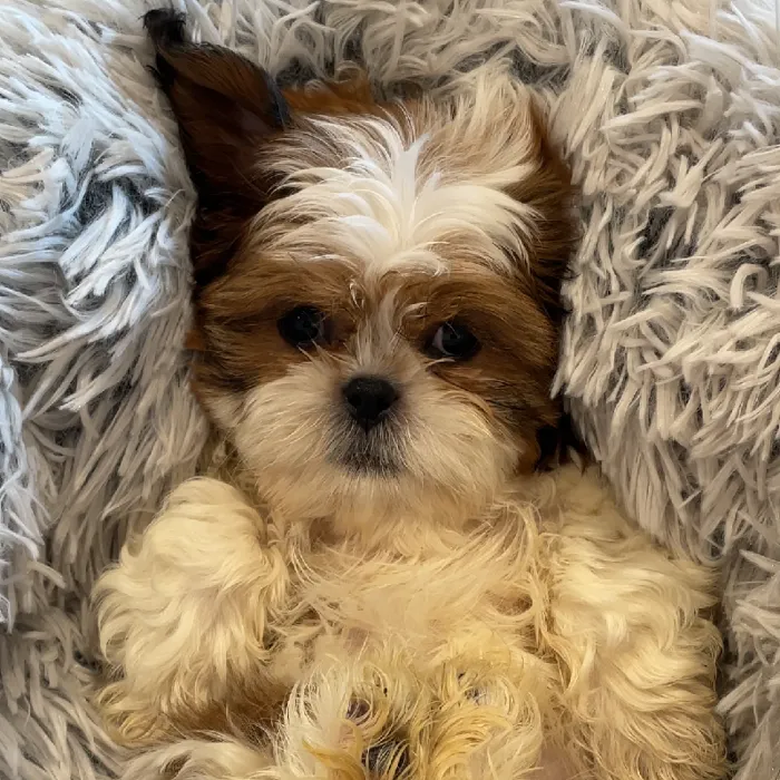 Male Shih Tzu Puppy for Sale in Greensboro, NC