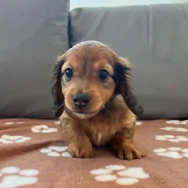 Male Dachshund Puppy for Sale in Charlotte, NC