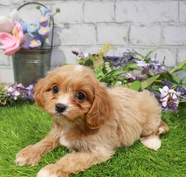 Female Cavapoo puppy named Nala for sale at Waggles Greensboro.