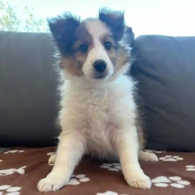 Female Sheltie Puppy for Sale in Charlotte, NC