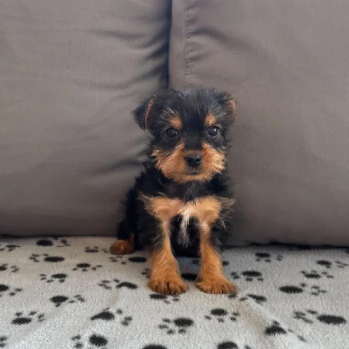 Female Yorkie Puppy for Sale in Charlotte, NC