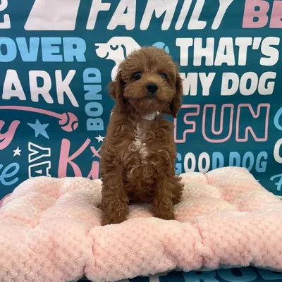 Female Cavapoo Puppy for Sale in Charlotte, NC