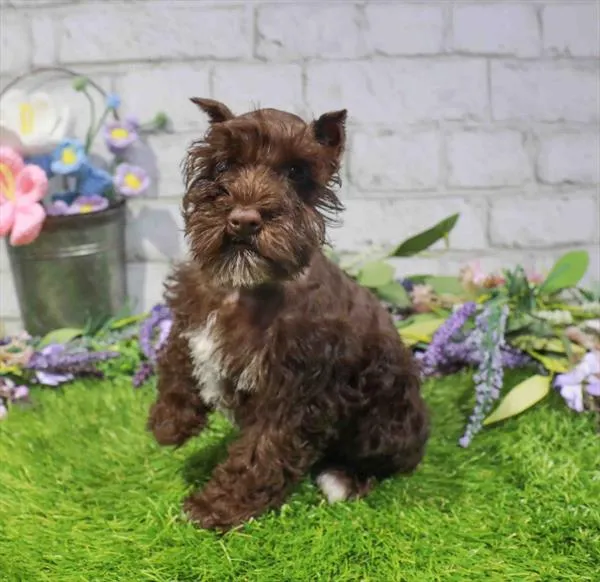 Female Mini Schnauzer puppy named Mulan for sale at Waggles Greensboro.