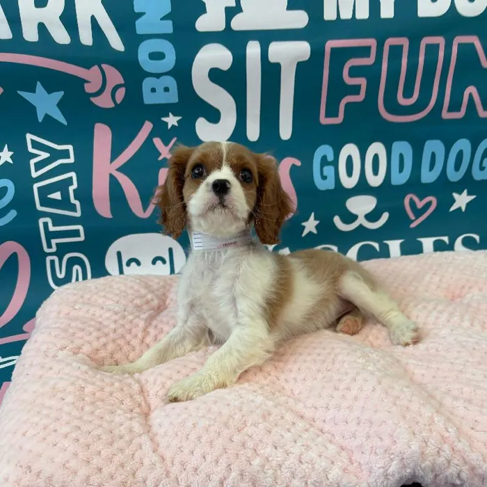 Female Cavalier King Charles Spaniel Puppy for Sale in Charlotte, NC