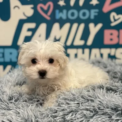 Male Maltese Puppy for Sale in Charlotte, NC