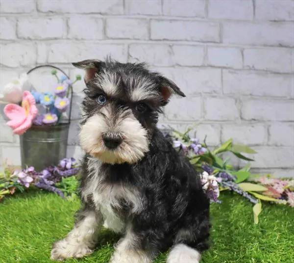 Male Mini Schnauzer puppy named Timon for sale at Waggles Greensboro.