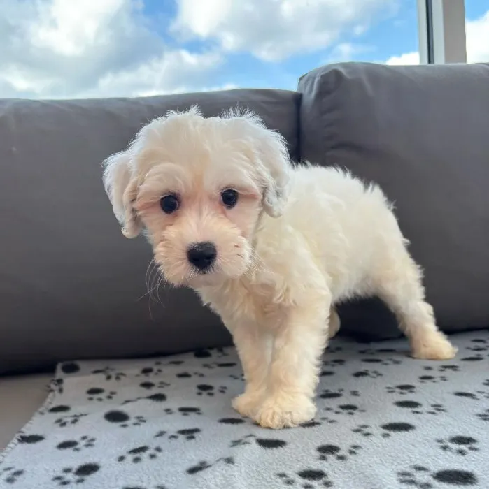 Female Mini Sheepadoodle 2nd Gen Puppy for Sale in Charlotte, NC