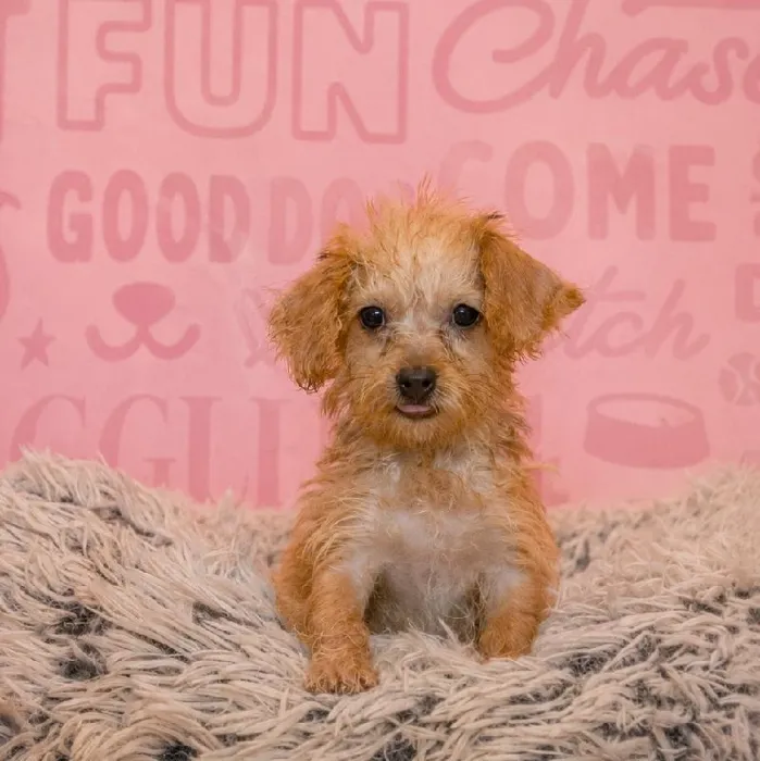 Female Dachshund puppy named Tweety for sale at Waggles Greensboro.