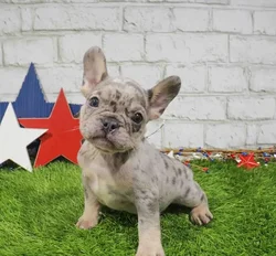 Male French Bulldog puppy named Chunk for sale at Waggles Charlotte.
