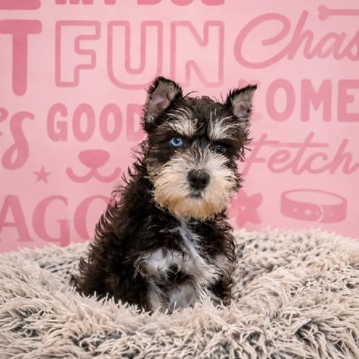 Male Mini Schnauzer puppy named Timon for sale at Waggles Greensboro.