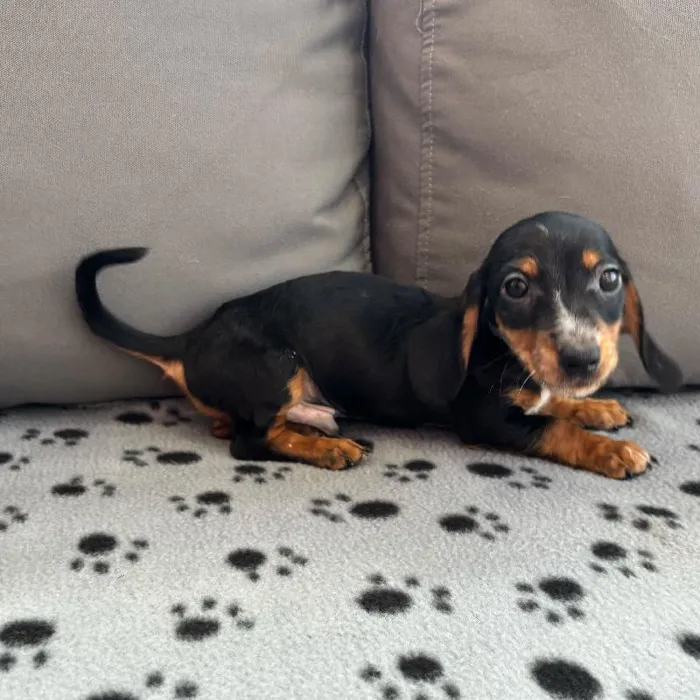 Male Dachshund Puppy for Sale in Charlotte, NC