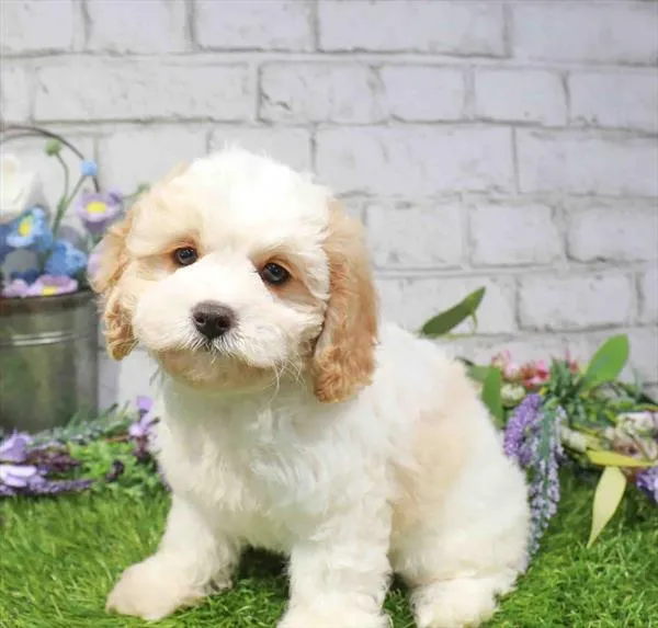 Female Cavapoo puppy named Peach for sale at Waggles Greensboro.